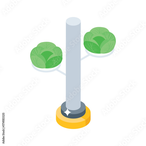 Handy isometric style icon of fresh hydroponic cabbage