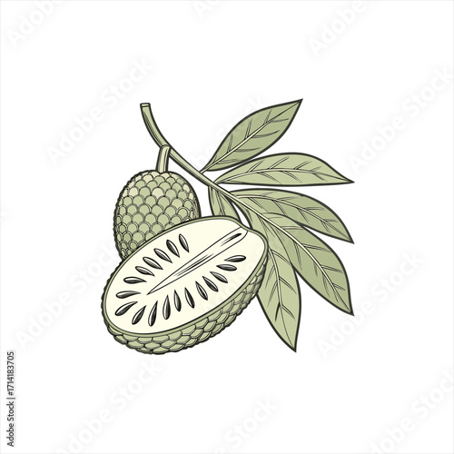Illustration of a whole and halved soursop fruit with leaves on a branch
