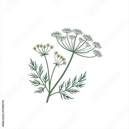 Illustration of dill plant with feathery leaves and flower umbels