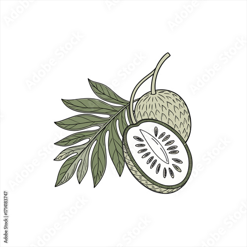 Illustration of a whole and sliced breadfruit with leaves