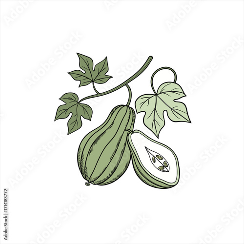 Green chayote squash with leaves and vine illustration