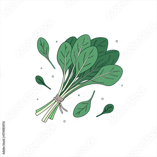 Bunch of fresh green spinach leaves tied with a pink ribbon on white background