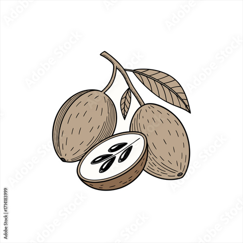 Hand drawn illustration of sapodilla fruits on a branch with leaves