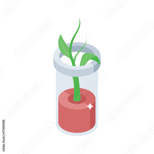 Modern isometric style icon of slow plant growth stages