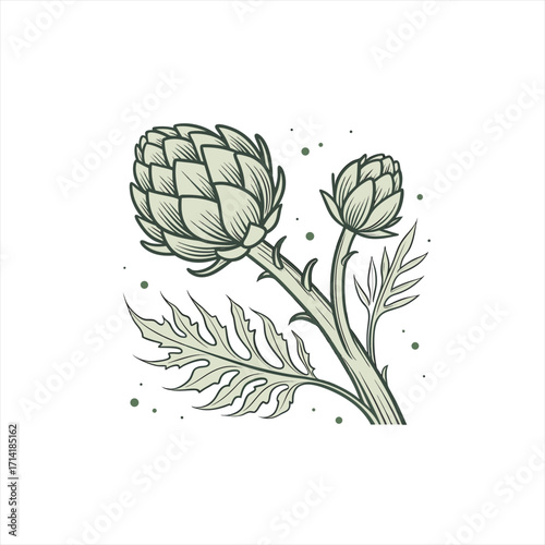 Artichoke plant illustration with leaves and buds on a white background