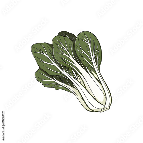 Illustration of fresh bok choy vegetables on a white background