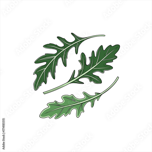 Illustration of three fresh green arugula leaves on a white background