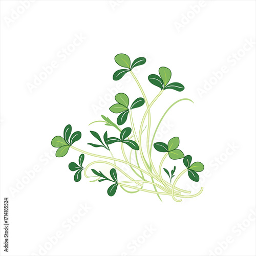 Green clover sprouts with delicate stems on a white background