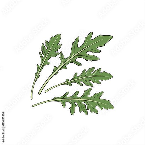 Illustration of fresh green arugula leaves on a white background