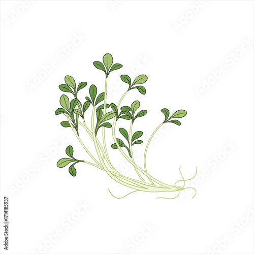 Illustration of fresh green cress sprouts with roots on a white background