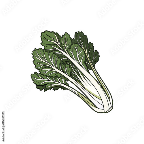 Illustration of fresh green leafy chard vegetables on a white background