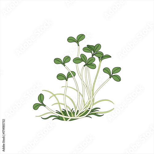 Green sprouts growing from the ground with white background