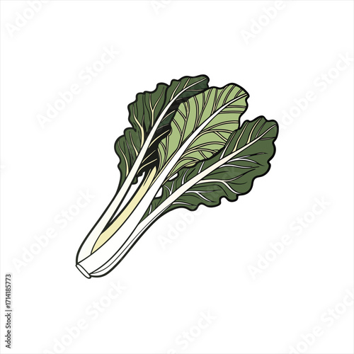 Illustration of fresh green swiss chard leaves and stems