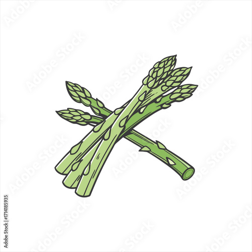 Fresh green asparagus spears illustration on white background