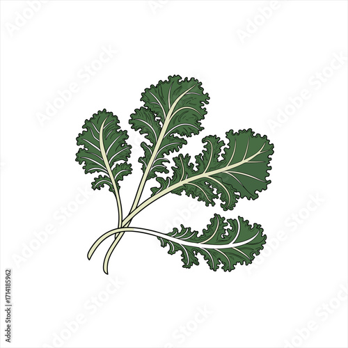 Illustration of a bunch of fresh green kale leaves on a white background