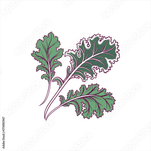 Stylized illustration of three green kale leaves with purple outlines