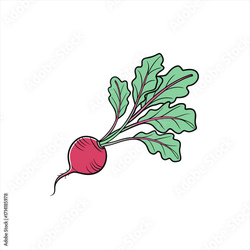 Stylized illustration of a single red radish with green leaves