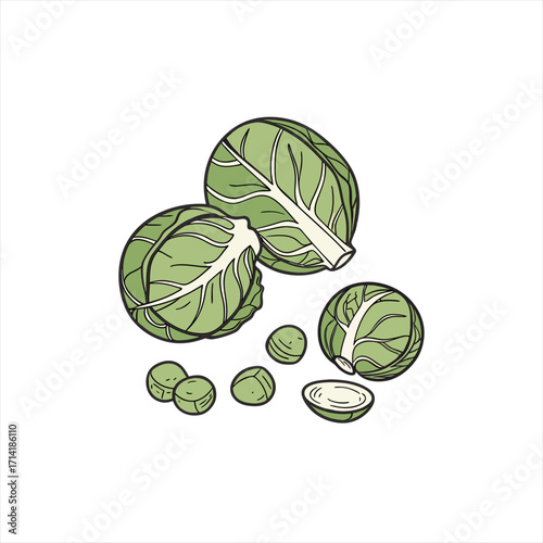 Illustration of fresh brussels sprouts arranged on a white background