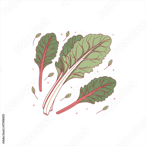 Illustration of fresh swiss chard leaves with pink stems and veins