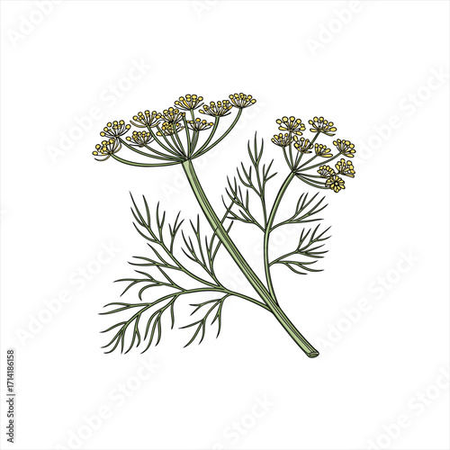 Illustration of a dill plant with delicate yellow flowers and feathery green leaves