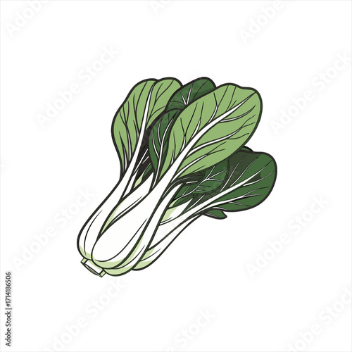 Illustration of fresh bok choy on a white background