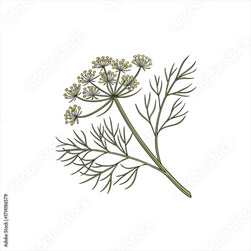 Illustration of a dill plant with delicate green leaves and yellow flowers