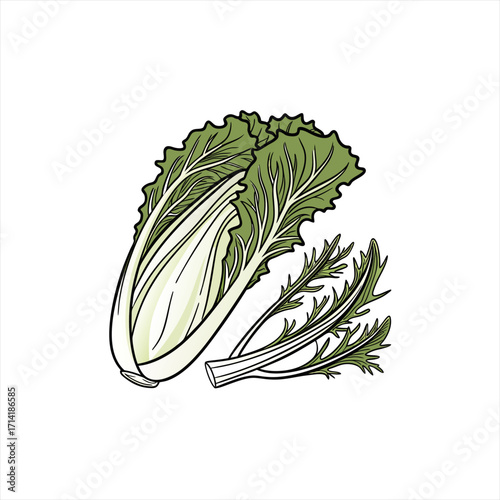 Illustration of napa cabbage and mizuna greens on white background