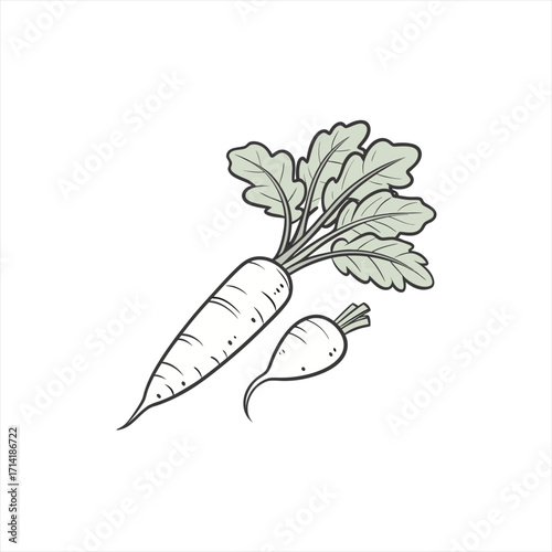 Hand drawn illustration of two carrots with green leaves