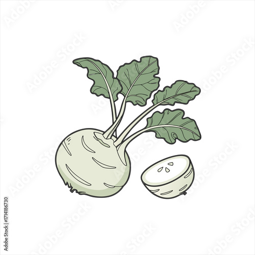 Illustration of a whole kohlrabi vegetable and a cut half on a white background