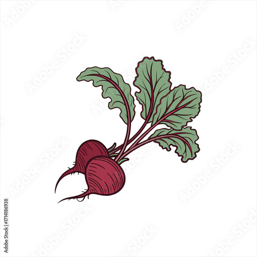 Two fresh beets with green leaves on a white background