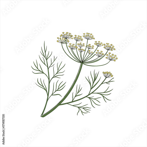 Illustration of a dill plant with green leaves and yellow flowers
