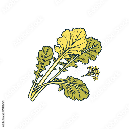 Illustration of mustard greens and flowers on white background