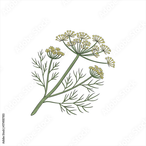 Illustration of a dill plant with yellow flowers and green leaves