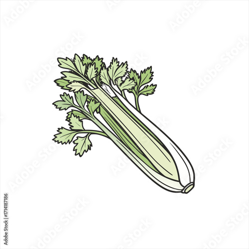 Fresh green celery stalk with leaves on a white background