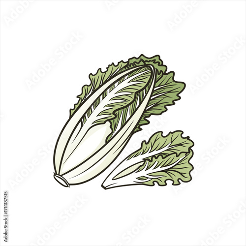 Illustration of fresh chinese cabbage leaves on a white background