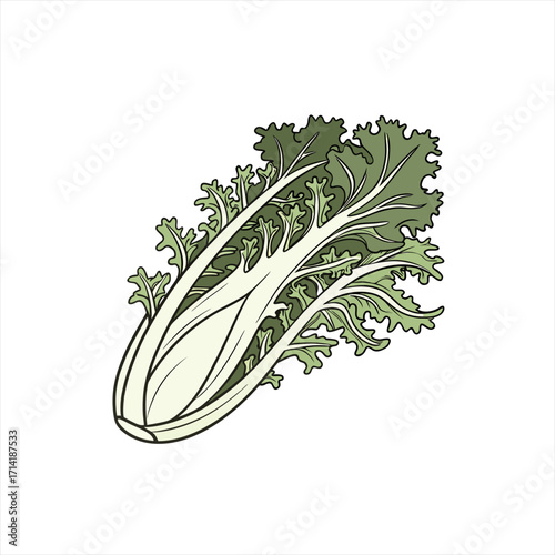 Illustration of a fresh head of endive lettuce with green leaves