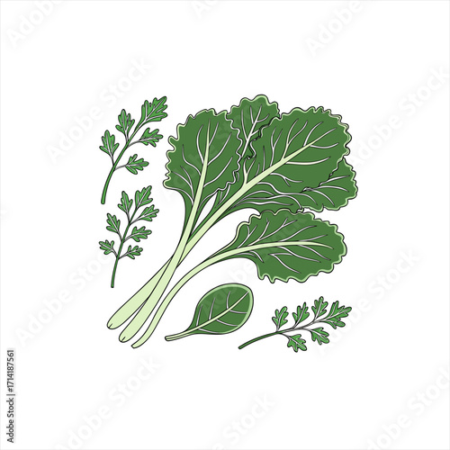 Illustration of fresh green leafy vegetables and herbs on white background