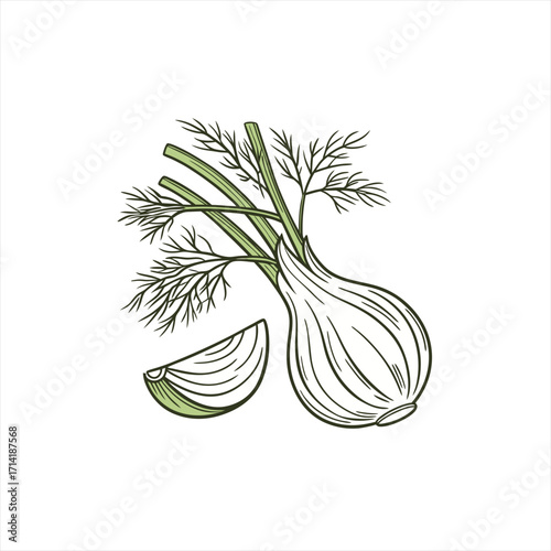 Hand drawn illustration of a fresh fennel bulb with fronds and a slice