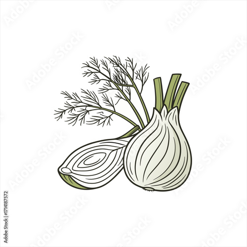 Illustration of a whole fennel bulb and a half fennel bulb with dill fronds