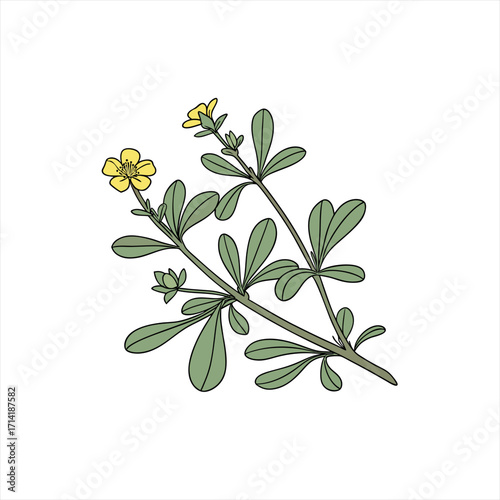 Illustration of a plant with small yellow flowers and green leaves