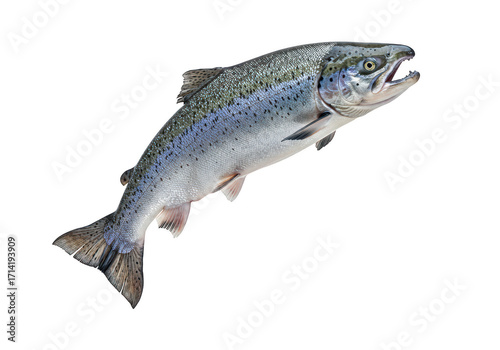 One whole rainbow trout fish isolated on transparent background, studio shot