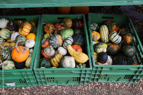 Ripe colorful pumpkin