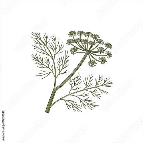 Illustration of a dill plant with feathery leaves and flower umbels