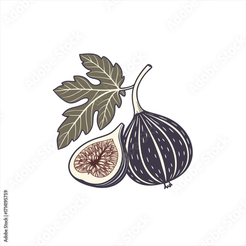 Hand drawn illustration of ripe figs and leaf on white background