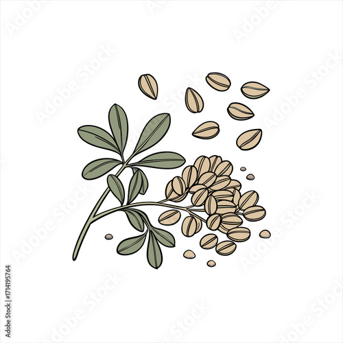 Illustration of a branch with leaves and pods of fenugreek seeds