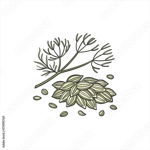 Illustration of dill seeds and sprigs on a white background