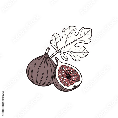 Hand drawn illustration of fresh figs and a fig leaf on white background