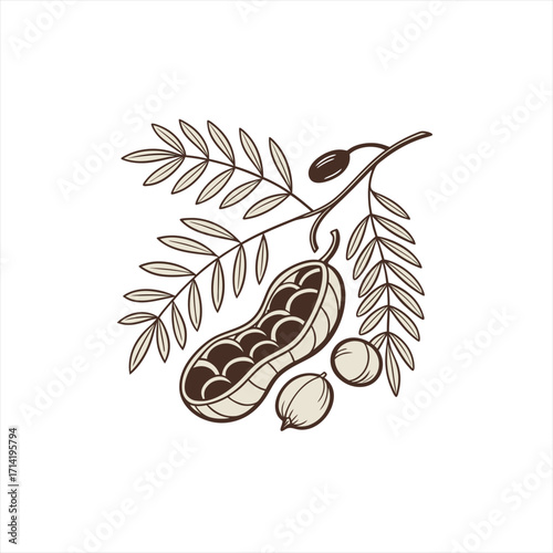 Peanut plant with leaves and pods illustration