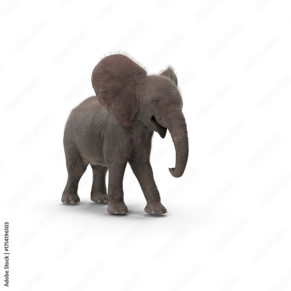 Obraz premium elephant isolated on white