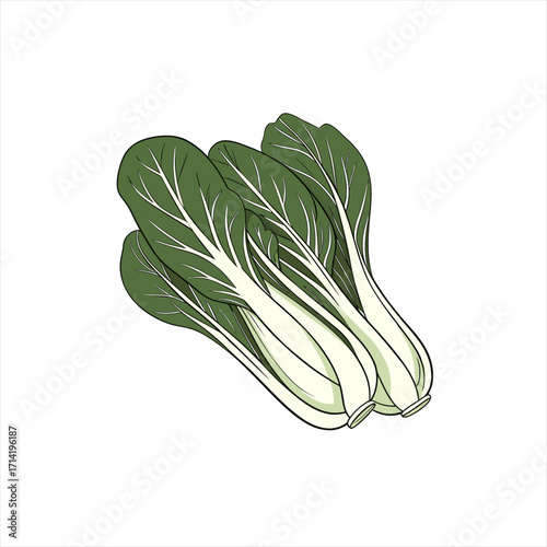 Illustration of three fresh bok choy vegetables on a white background